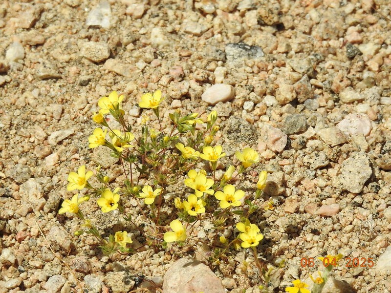 Leptosiphon chrysanthus photo 4