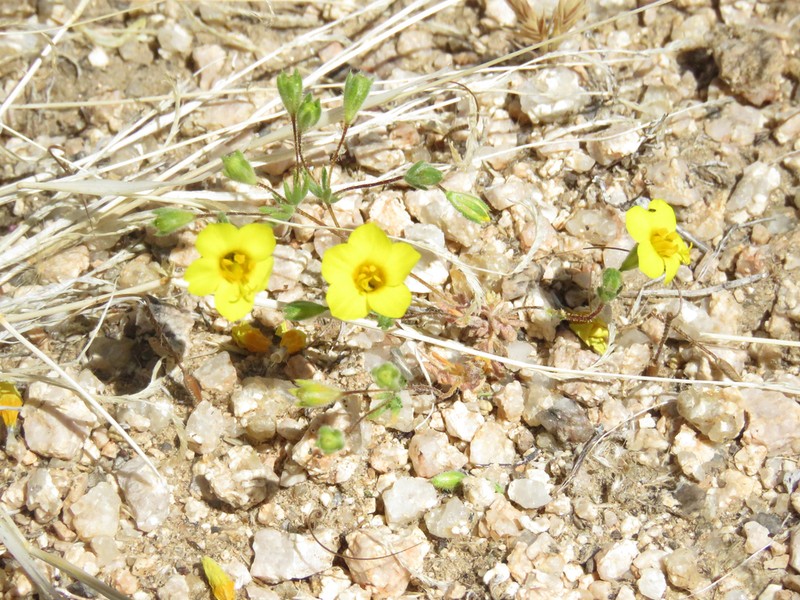 Leptosiphon chrysanthus photo 7