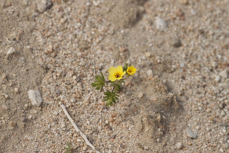 Leptosiphon chrysanthus photo 8