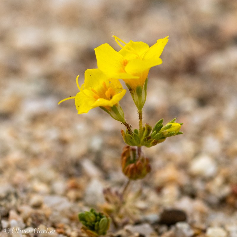 Leptosiphon chrysanthus subsp. chrysanthus