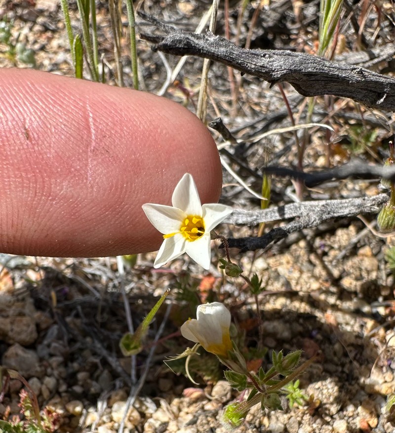 Leptosiphon chrysanthus subsp. decorus