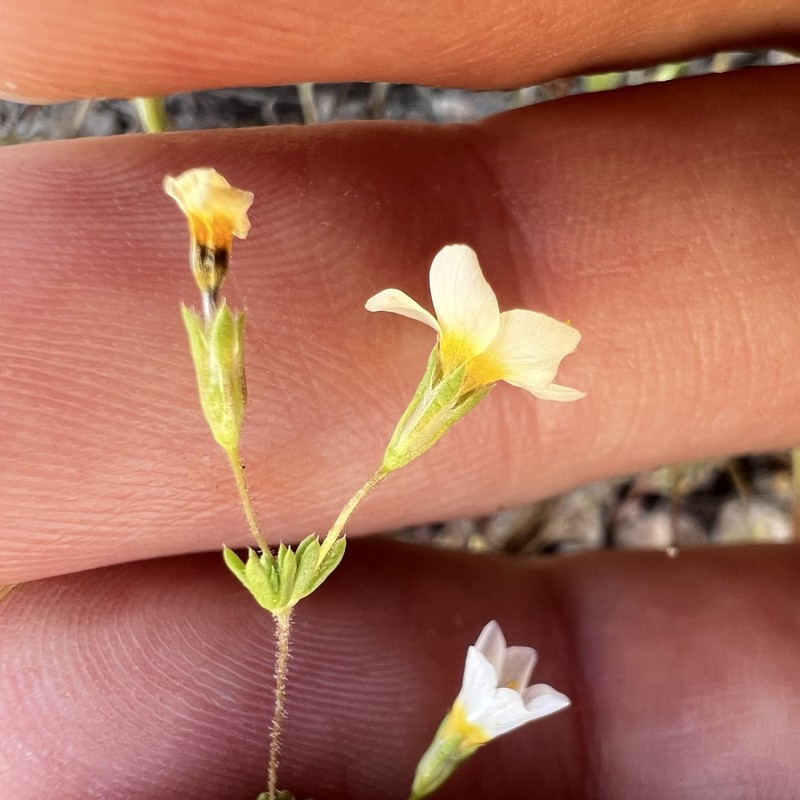 Leptosiphon chrysanthus subsp. decorus photo 2