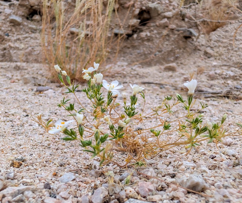Leptosiphon chrysanthus subsp. decorus photo 3