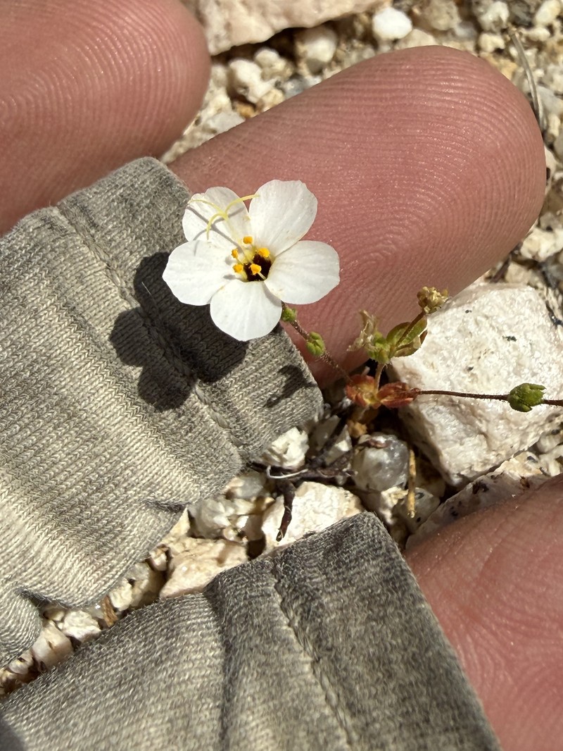 Leptosiphon chrysanthus subsp. decorus photo 5