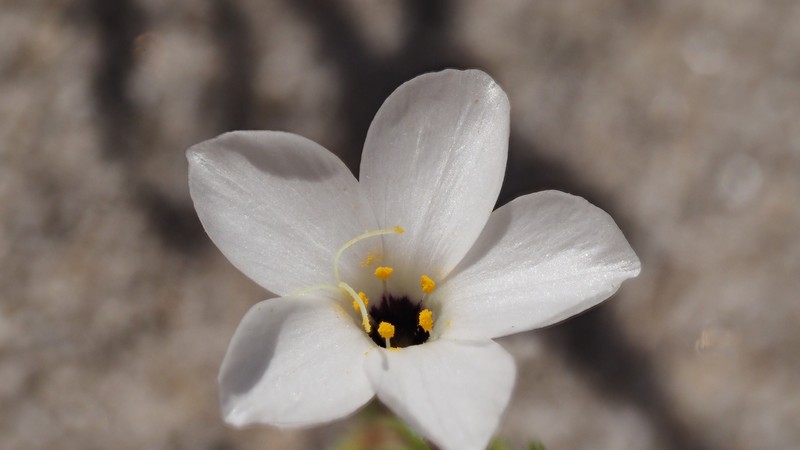 Leptosiphon chrysanthus subsp. decorus photo 8