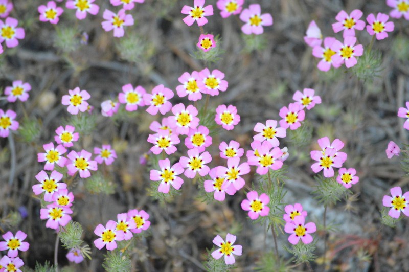 Whiskerbrush photo 2