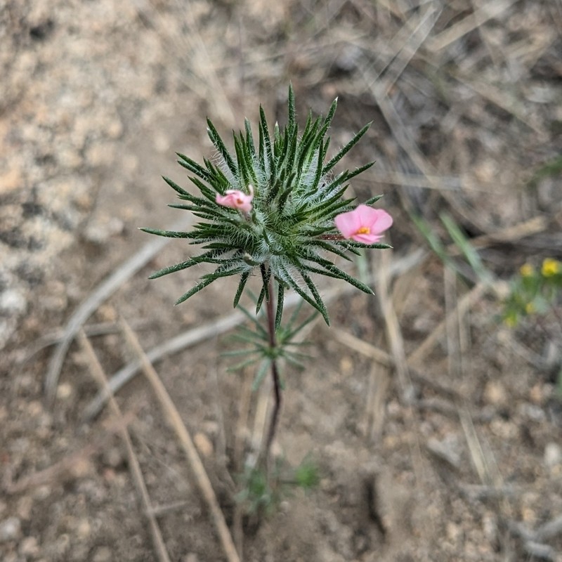 Whiskerbrush photo 5