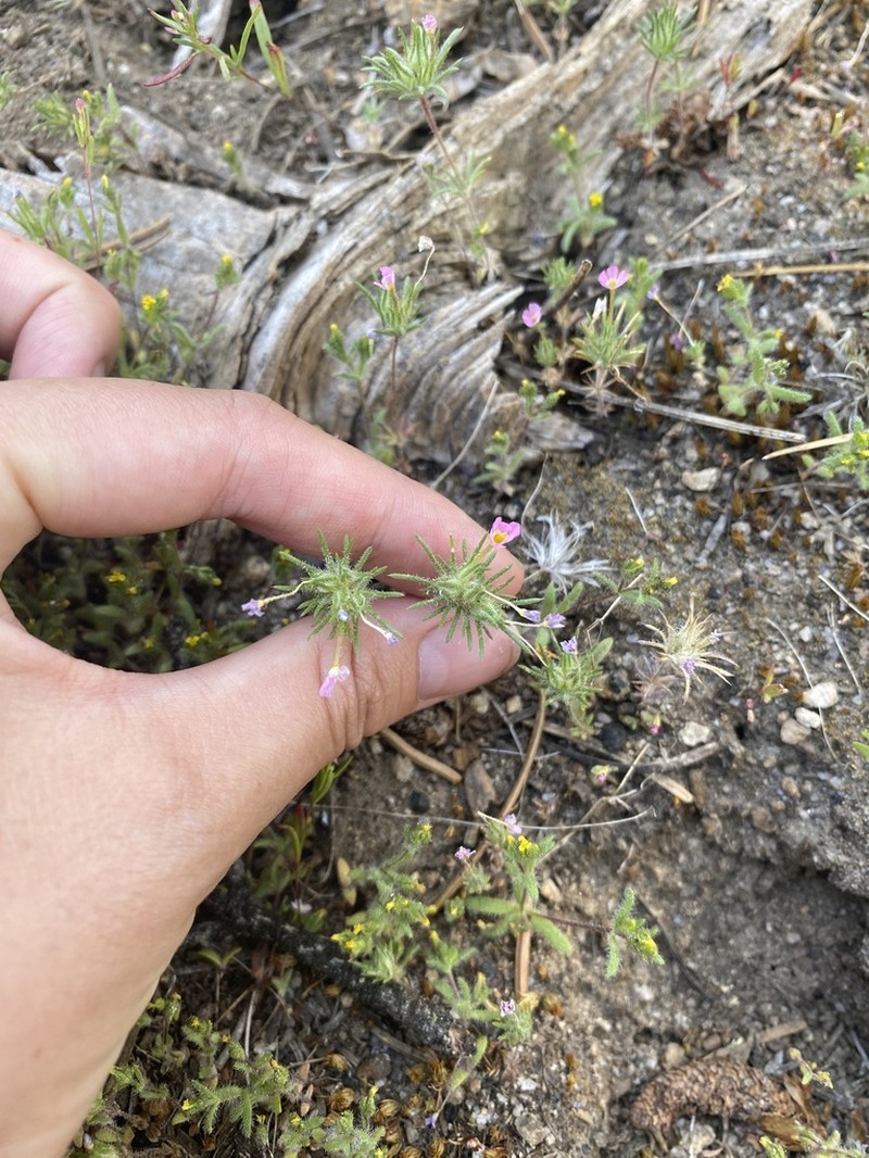 Whiskerbrush photo 6