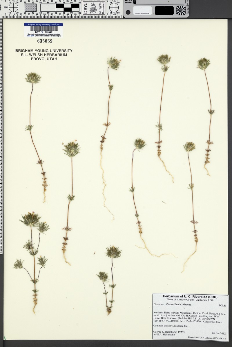 Leptosiphon ciliatus subsp. ciliatus