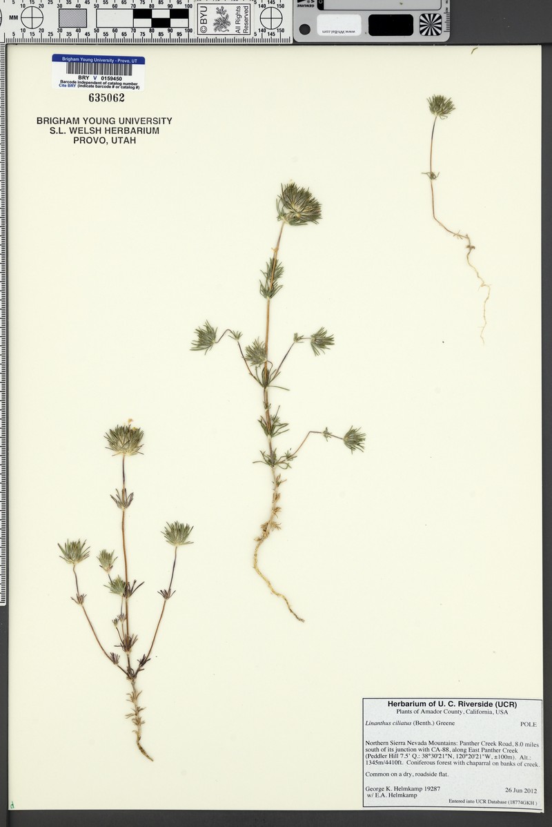 Leptosiphon ciliatus subsp. ciliatus photo 3