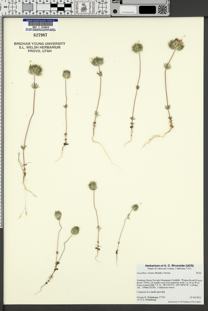 Leptosiphon ciliatus subsp. ciliatus photo 4
