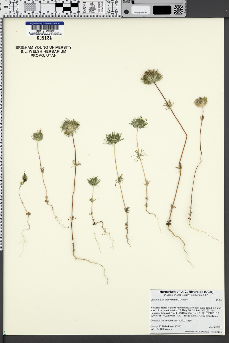 Leptosiphon ciliatus subsp. ciliatus photo 5