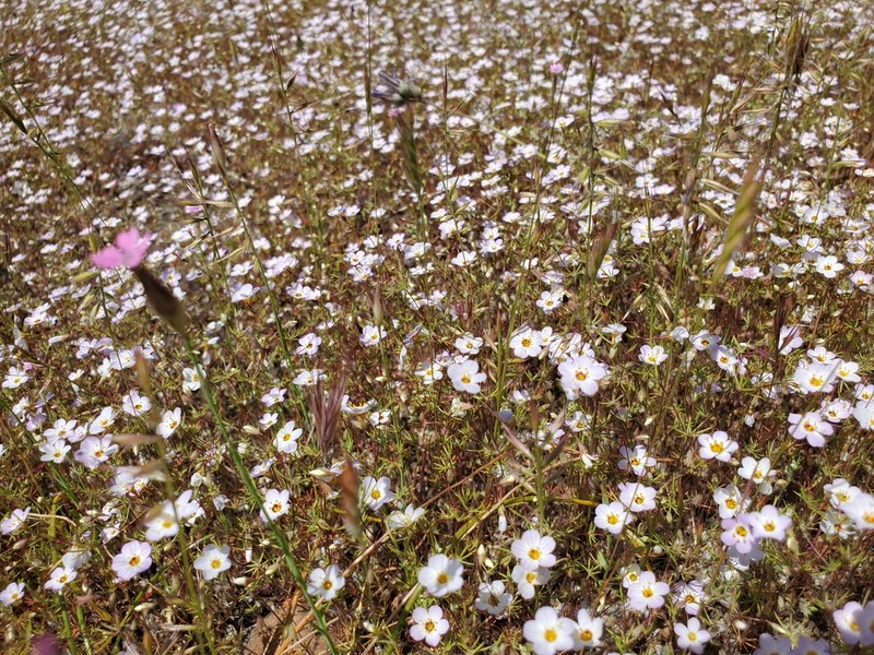Thread Linanthus
