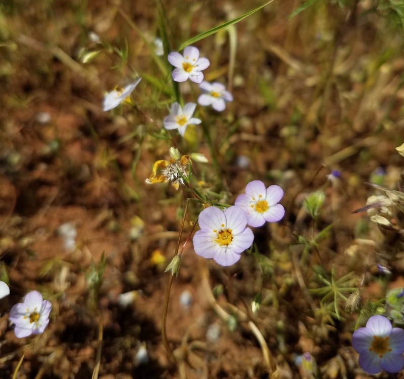 Thread Linanthus photo 2
