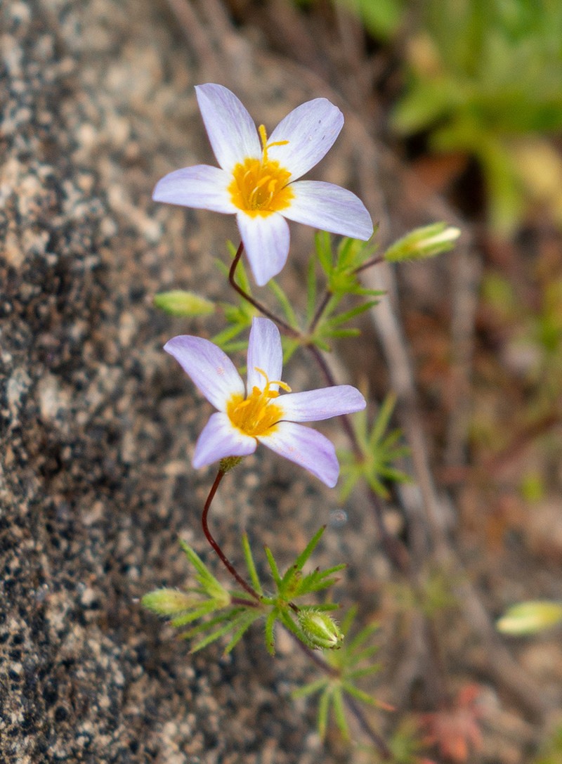 Thread Linanthus photo 3