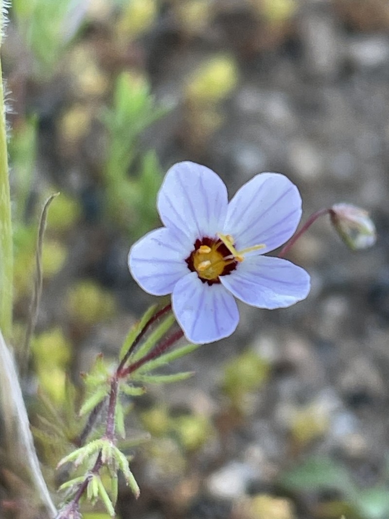 Thread Linanthus photo 4