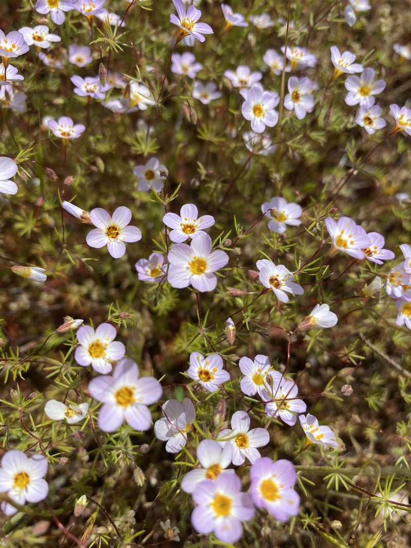 Thread Linanthus photo 5