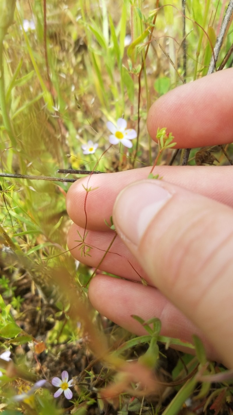 Thread Linanthus photo 6