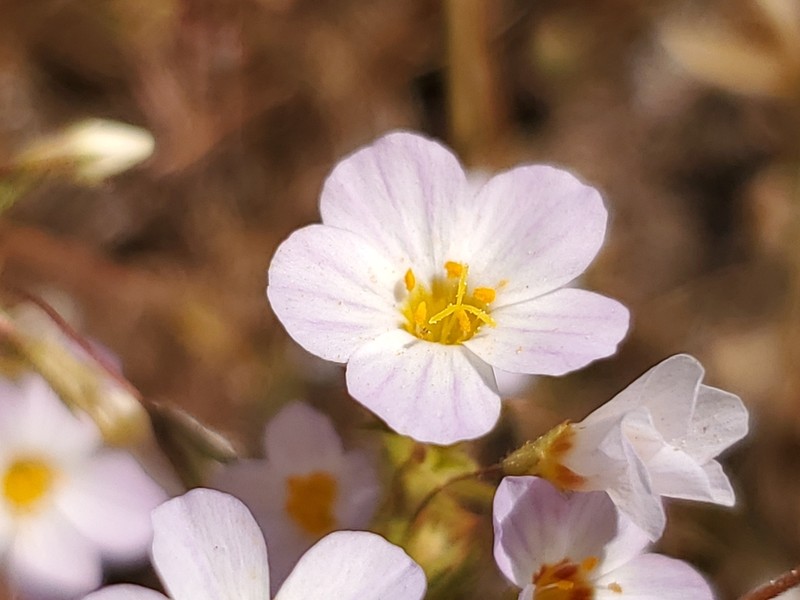 Thread Linanthus photo 7