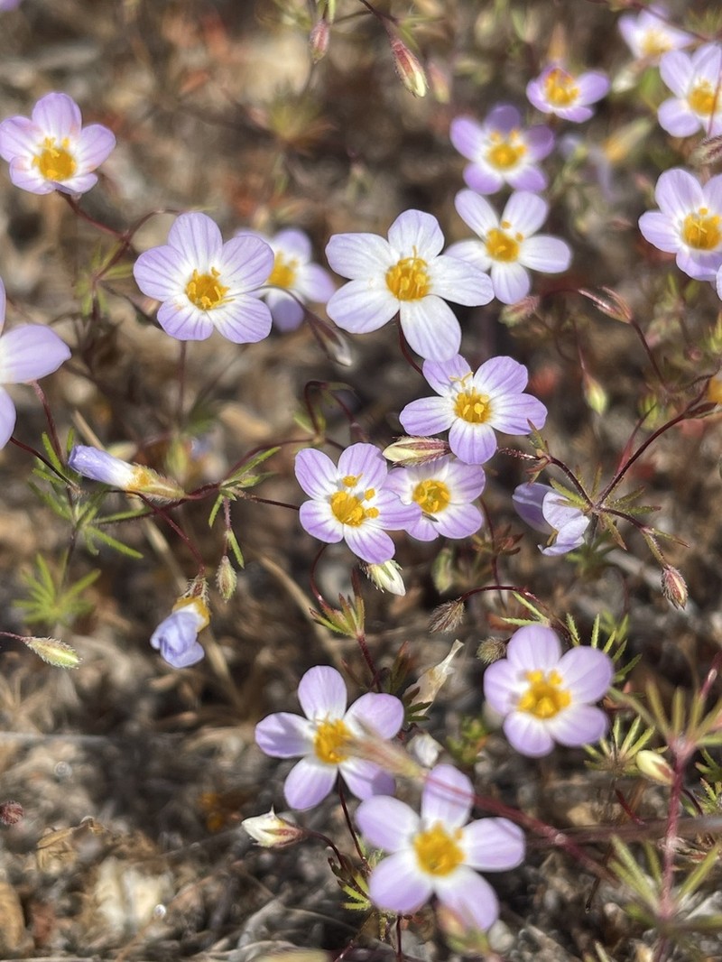 Thread Linanthus photo 8
