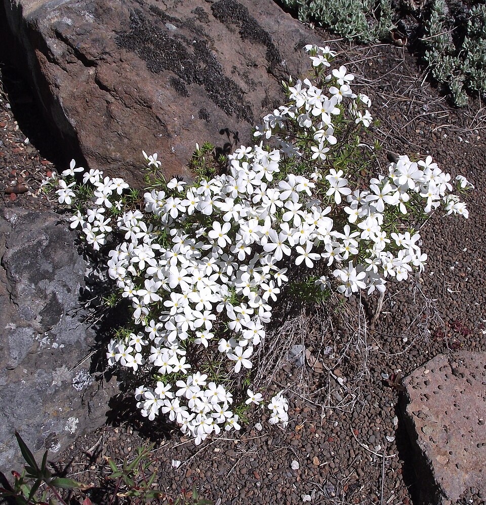 Many-Flower Linanthus
