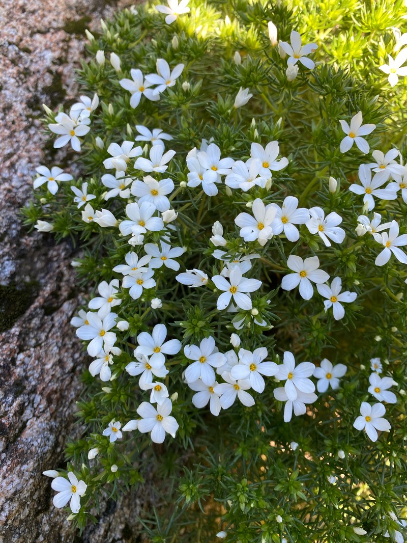 Many-Flower Linanthus photo 2