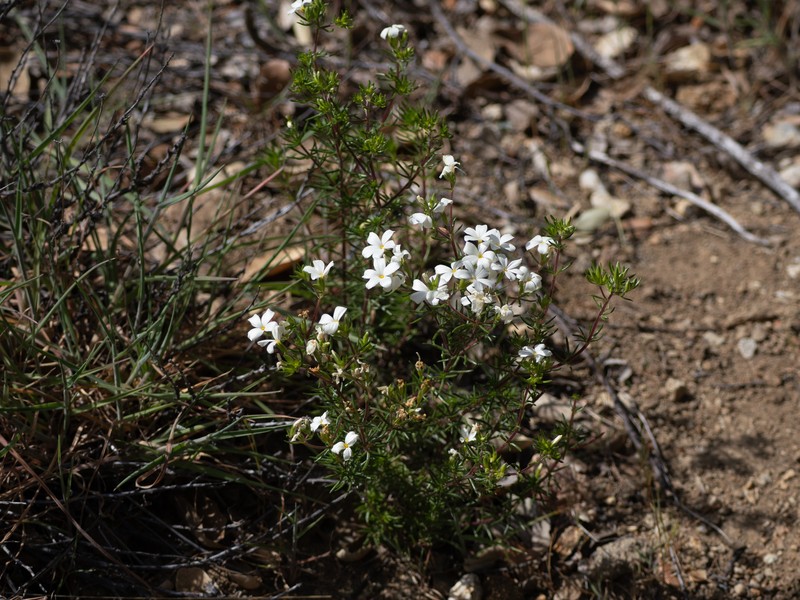 Many-Flower Linanthus photo 3
