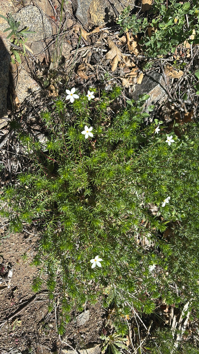 Many-Flower Linanthus photo 4