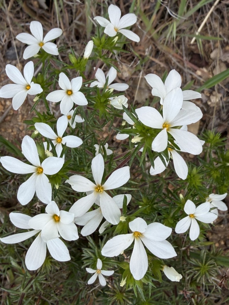 Many-Flower Linanthus photo 5