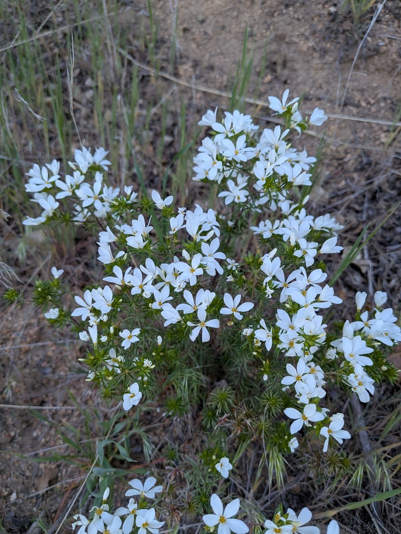 Many-Flower Linanthus photo 6