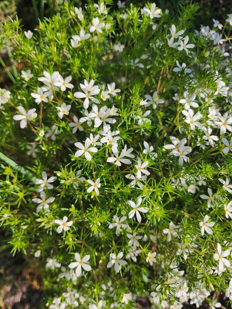 Many-Flower Linanthus photo 7