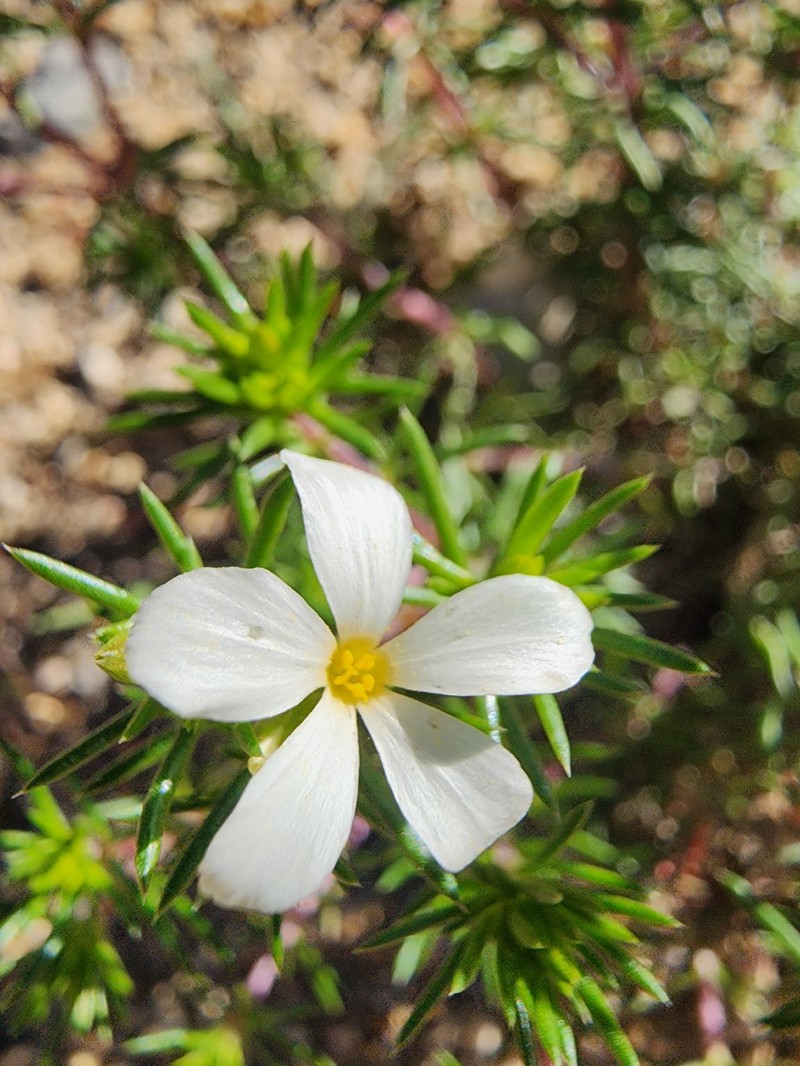 Many-Flower Linanthus photo 8
