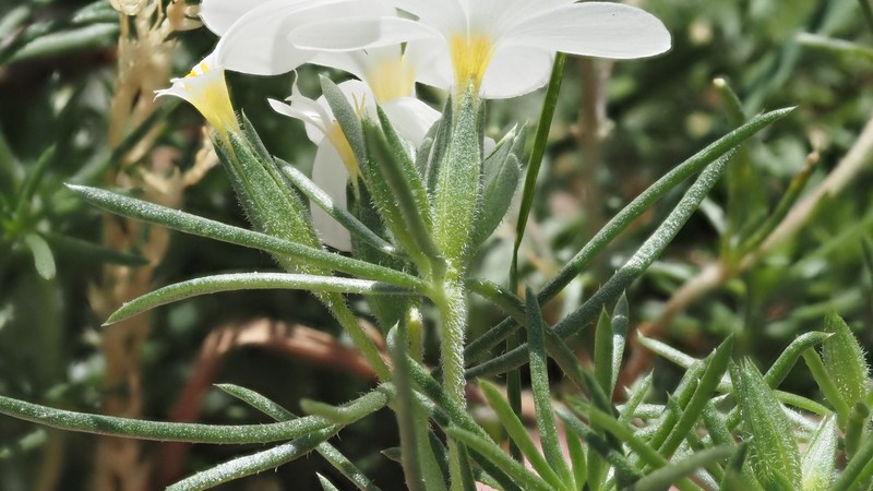 Leptosiphon floribundus subsp. floribundus