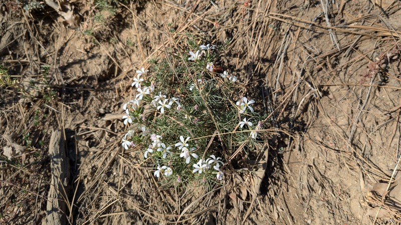 Leptosiphon floribundus subsp. floribundus photo 2
