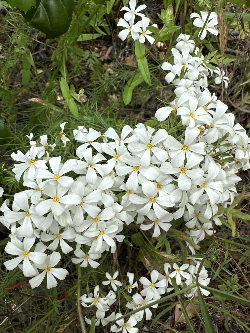 Leptosiphon floribundus subsp. floribundus photo 3