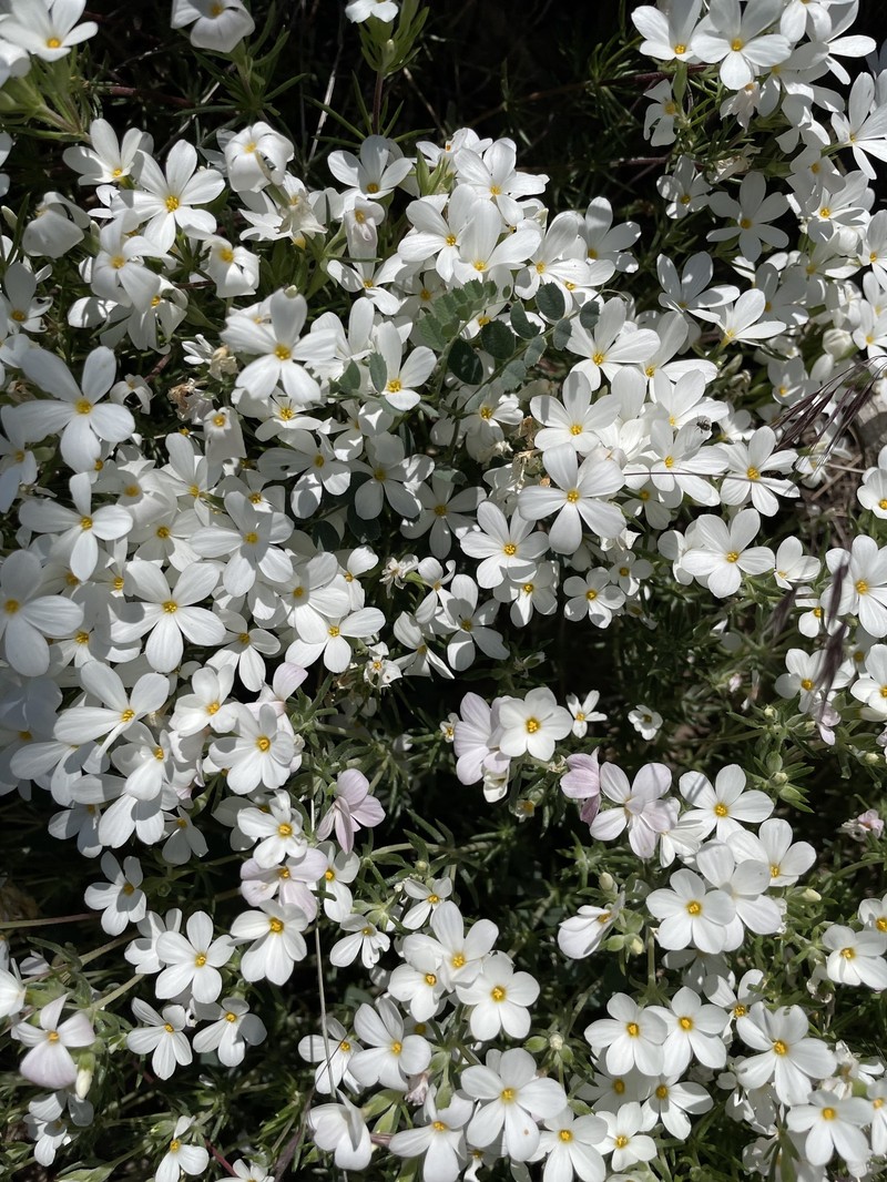 Leptosiphon floribundus subsp. floribundus photo 4