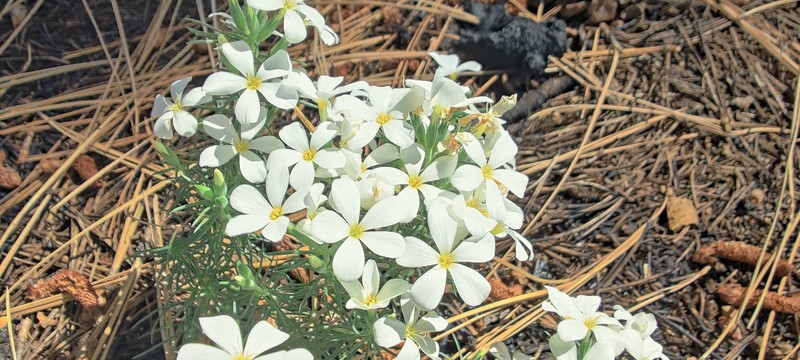 Leptosiphon floribundus subsp. floribundus photo 5