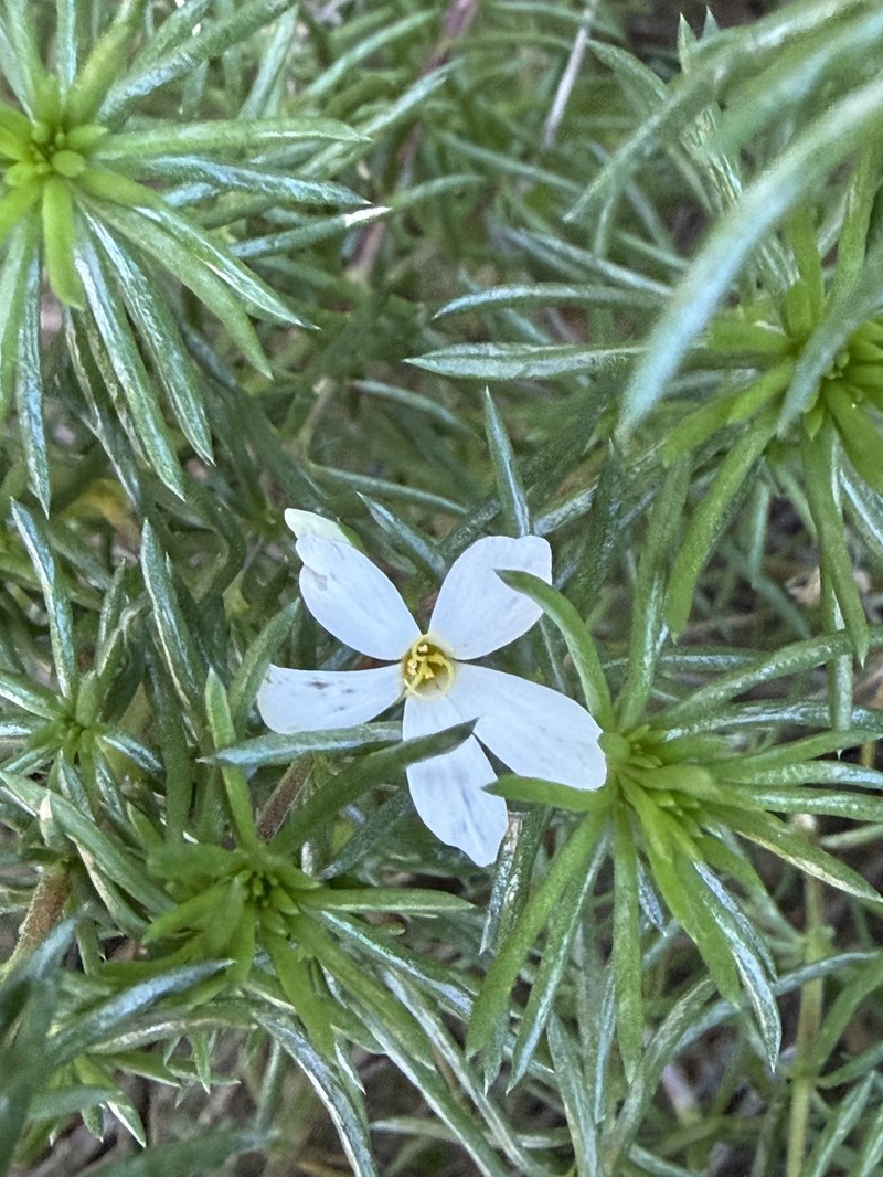 Leptosiphon floribundus subsp. glaber