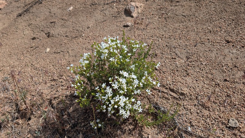 Leptosiphon floribundus subsp. glaber photo 2