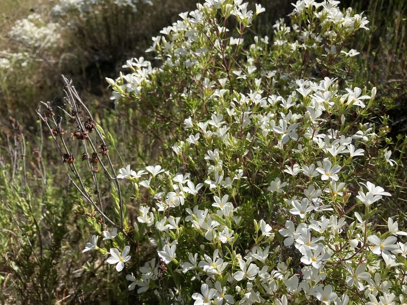 Leptosiphon floribundus subsp. glaber photo 3