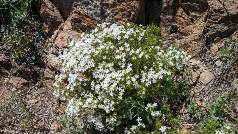 Leptosiphon floribundus subsp. glaber photo 4