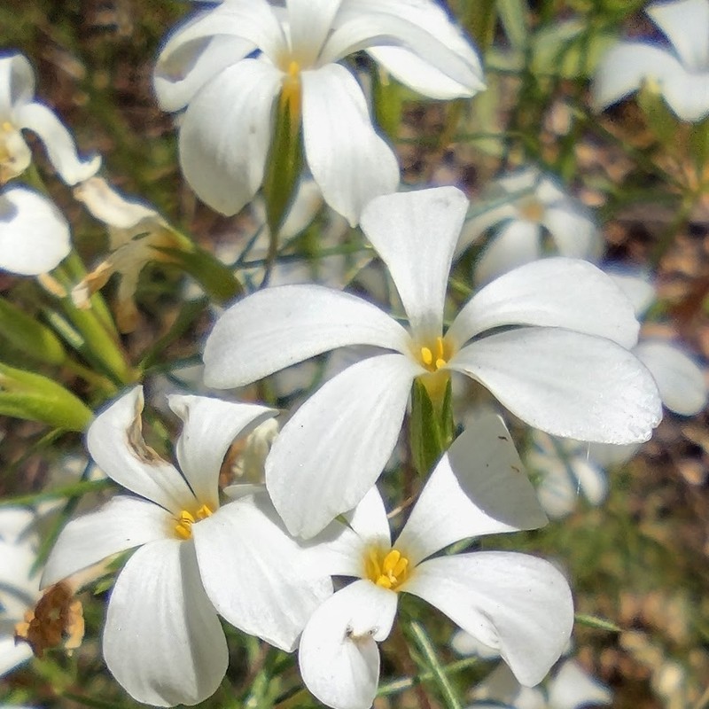 Leptosiphon floribundus subsp. glaber photo 5
