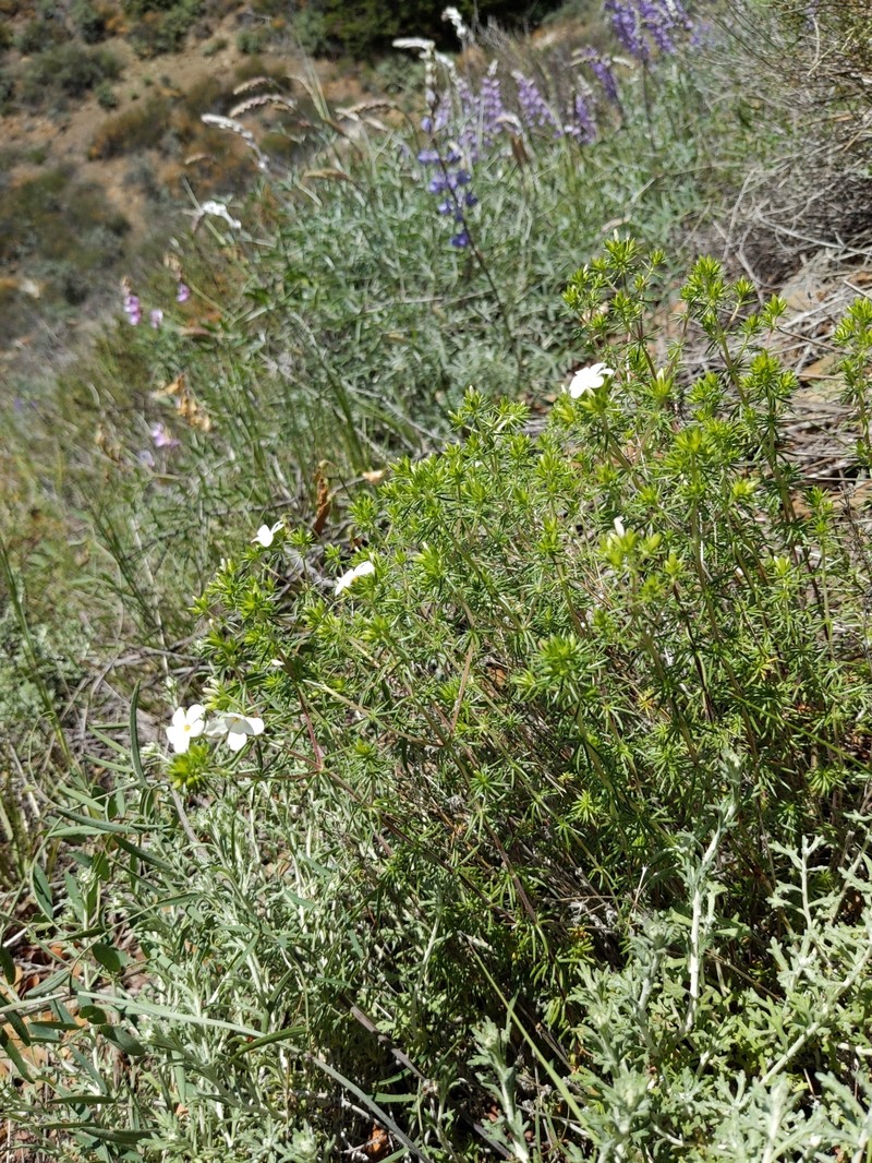 Leptosiphon floribundus subsp. glaber photo 6