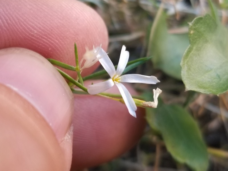 Leptosiphon floribundus subsp. hallii
