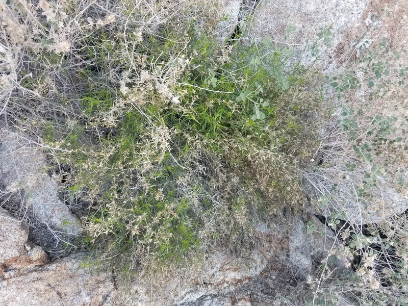 Leptosiphon floribundus subsp. hallii photo 2