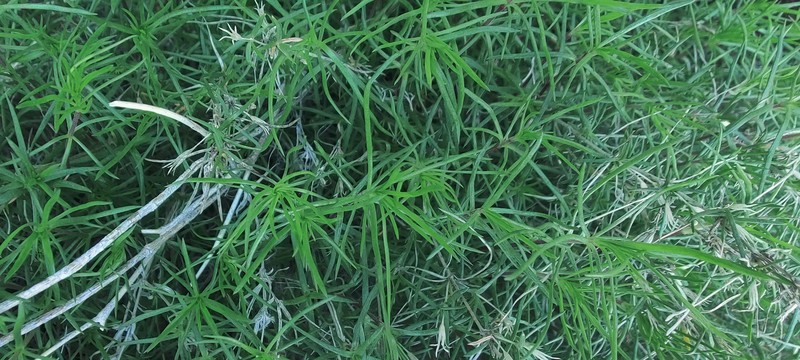 Leptosiphon floribundus subsp. hallii photo 3