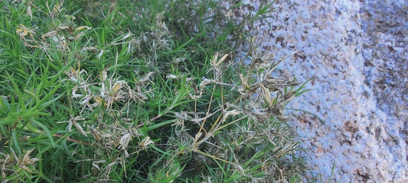 Leptosiphon floribundus subsp. hallii photo 4