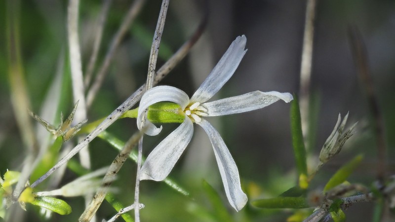 Leptosiphon floribundus subsp. hallii photo 5