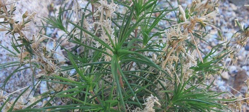Leptosiphon floribundus subsp. hallii photo 6