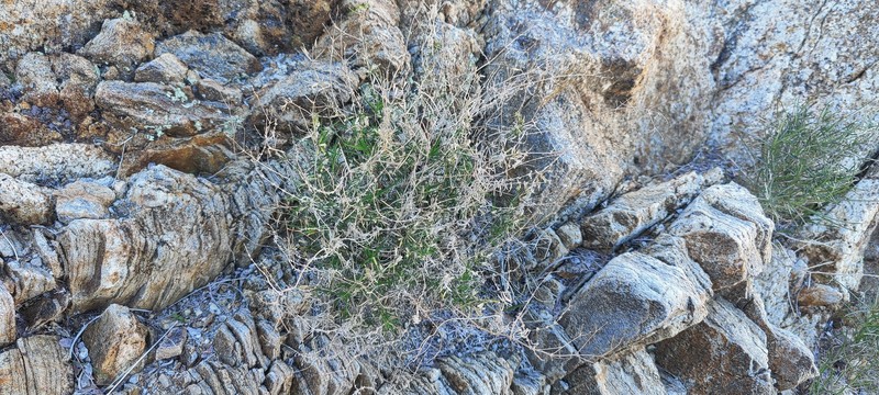 Leptosiphon floribundus subsp. hallii photo 7